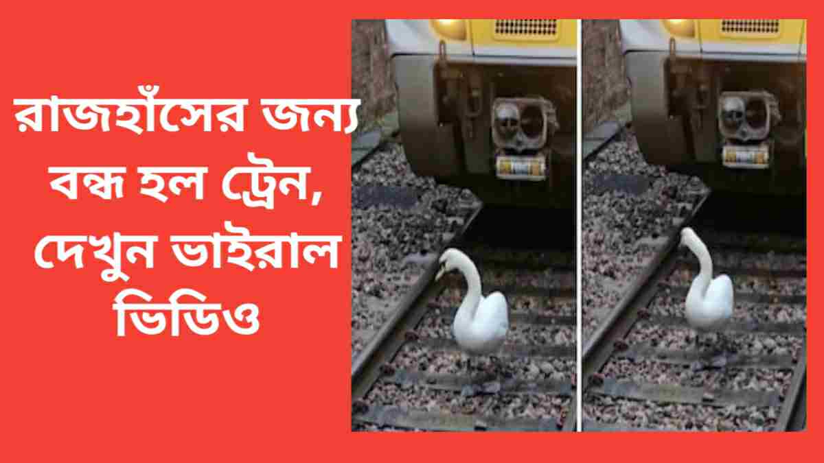 Swan stop Train: রাজেশের জন্য বন্ধ হল ট্রেন, দেখুন ভাইরাল ভিডিও